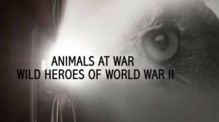 Животные на войне. Дикие герои Второй мировой