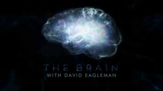 Мозг с Дэвидом Иглманом