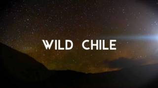 Дикая природа Чили