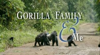 Семья горилл и я