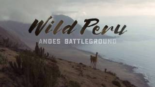 Дикая природа Перу: арена боев — Анды