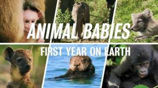 Малыши в дикой природе: первый год на земле