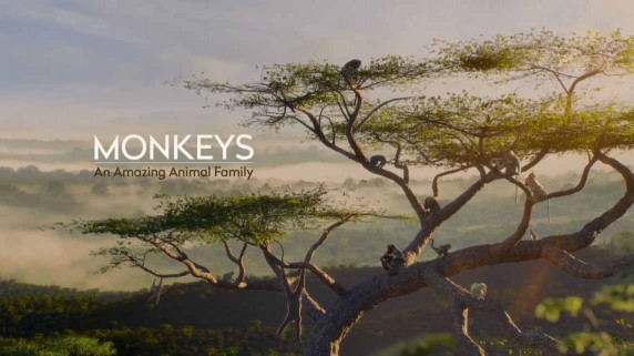 Обезьяны. Удивительное семейство животных 1 серия. Азия / Monkeys. An Amazing Animal Family (2016)