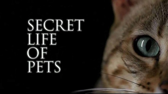 Тайная жизнь домашних питомцев 01 серия / Secret life of pets (2014)