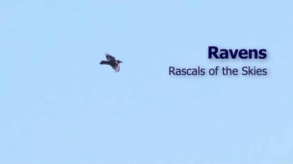 Вороны: небесные проказники / Ravens: Rascals of the skies (2010)