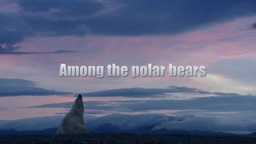 Среди белых медведей или приключения в русской Арктике / Among the Polar Bears - Adventure in Russia