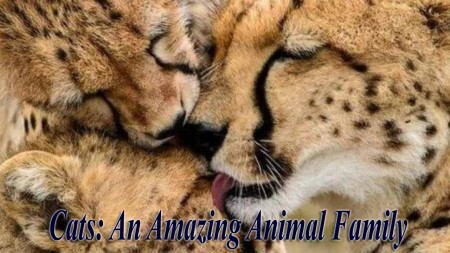 Кошки: Удивительная звериная семейка / Cats: An Amazing Animal Family (2015)