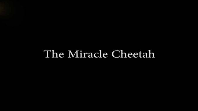 Чудо-гепард / The miracle cheetah (2017)