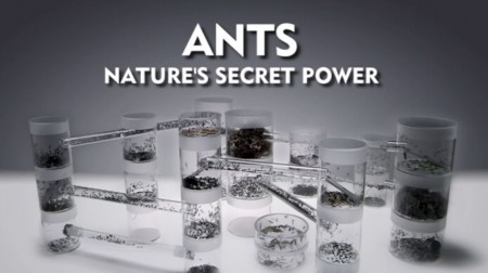 Муравьи: тайная сила природы / Ants: Nature's Secret Power (2004)