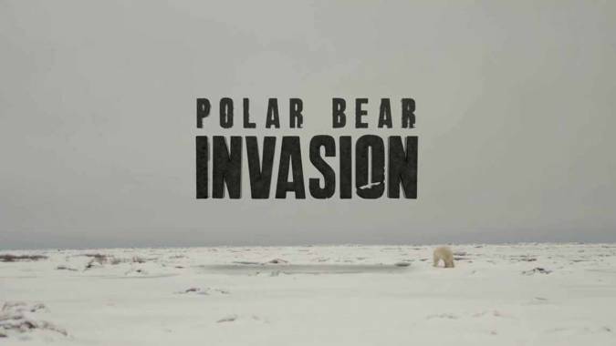 Нашествие полярных медведей / Polar bear invasion (2016)