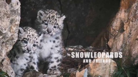 Снежный барс и его друзья / Snow Leopards and Friends (2021)