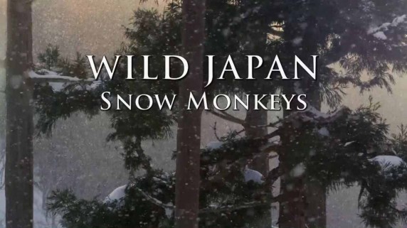 Дикая Япония. Снежные обезьяны / Wild Japan. Snow monkeys (2014)