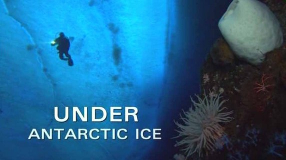 Природа: Антарктика. Подо льдом / Nature: Under Antarctic Ice (2001)
