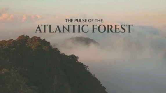 Пульс Атлантического леса / The pulse of the atlantic forest (2016)