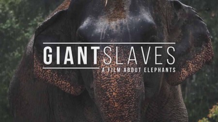 Порабощенные гиганты. Фильм о слонах / Giant Slaves - A film about Elephants (2020)
