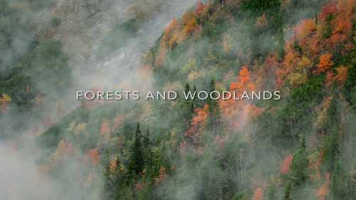 Неизведанная Европа . Леса и зелёные массивы / Wildest Europe. Forests and Woodlands (2016)