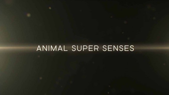 Сверхчувства животных 3 серия. Обоняние / Animal Super Senses (2014)