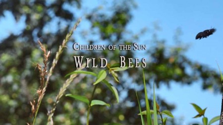 Место под солнцем. Пчёлы / Children of the Sun. Wild bees (2017)