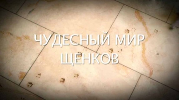 Чудесный мир щенков 2 серия (2016)