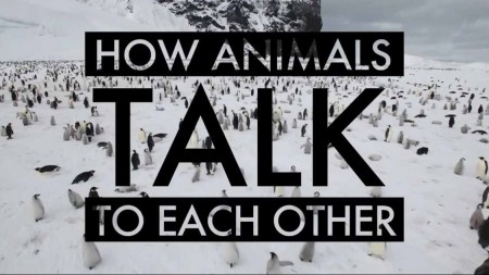 Как общаются животные / How Animals Talk to Each Other (2020)