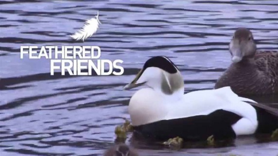 Гаги пернатые друзья / Feathered friends (2015)