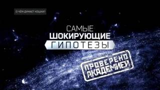 О чём думает кошка? Самые шокирующие гипотезы (21.09.2021)