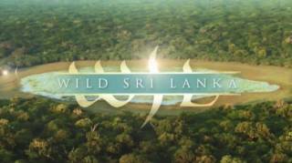 Дикая Шри Ланка 2 серия. Облачный лес / Wild Sri Lanka (2015)