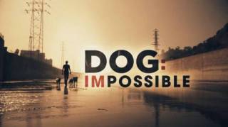 Собака: Невозможное возможно 2 серия. Мучитель / Dog: Impossible (2019)