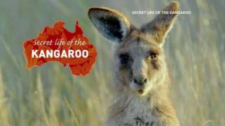 Тайная жизнь кенгуру 1 сезон 01 серия. Стадо правит / Secret life of the kangaroo (2017)