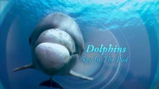 Дельфины скрытой камерой 2 / Dolphins: Spy in the Pod (2014)
