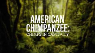 Американские шимпанзе: Шимпанзе в неволе / American chimpanzee: Chimps in captivity (2017)