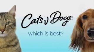 Кошки и собаки: кто лучше? 1 серия / Cats v Dogs: Which Is Best? (2016)