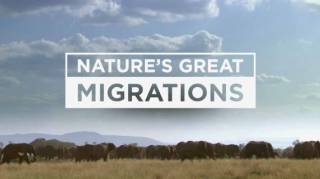 Великие миграции в природе 3 серия. Зебры / Nature's Great Migrations (2016)