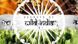 Тайны дикой природы Индии: Короли джунглей / Secrets of Wild India: Kings of The Jungle (2018)