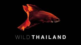 Дикий Таиланд 3 серия. Таинственный Север / Wild Thailand (2016)