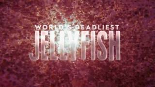 Самые опасные медузы / World's Deadliest Jellyfish (2020)