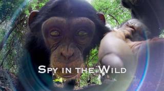 Шпионы в дикой природе 1 серия. Любовь / Spy in the Wild (2017)