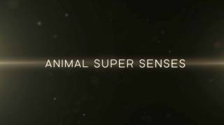 Уникальные способности животных. Зрение / Super Senses: The Secret Power of Animals (2014)