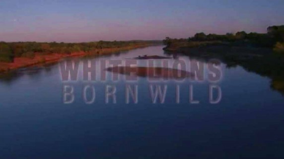 Дикие белые львицы 2 серия / White Lions Born Wild (2012)