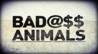 Животные-хулиганы / Badass Animals (2013)