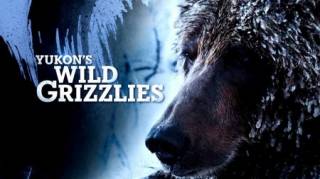 Дикие гризли Юкона / Yukon's Wild Grizzlies (2021)