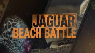 Охота ягуара на побережье / Jaguar Beach Battle (2018)