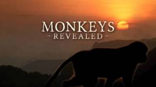 Всё о мире обезьян 3 серия. Человекообразные / Monkeys Revealed (2014)