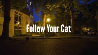По следам вашей кошки / Follow Your Cat (2016)