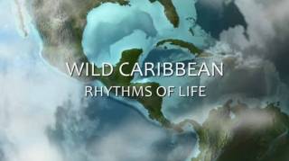 Ритмы жизни Карибских островов 2 серия. Киты и вулканы (2018)