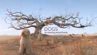 Удивительное семейство псовых 3 серия / Dogs An amazing animal family (2017)