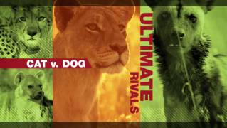 Заклятые враги: кошки против собак / Ultimate rivals. Cat v. Dog (2015)