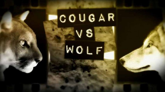 Пума против волка / Cougar vs Wolf (2013)