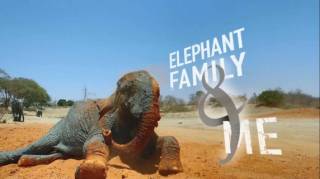 Знакомство со слонами 1 серия / Elephant Family and Me (2016)
