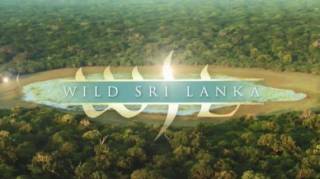 Дикая Шри Ланка 3 серия. Побережье гигантов / Wild Sri Lanka (2015)